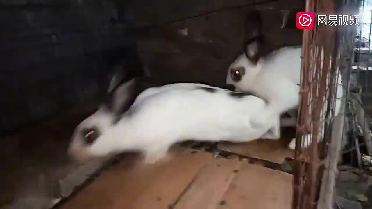 兔子王国的和谐乐章，最新交配视频与自然美景之旅